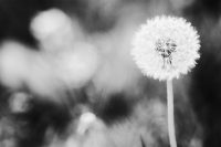 Lone Dandelion