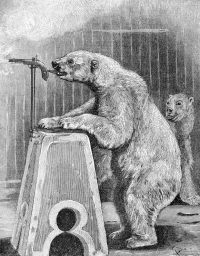Trained Polar Bear